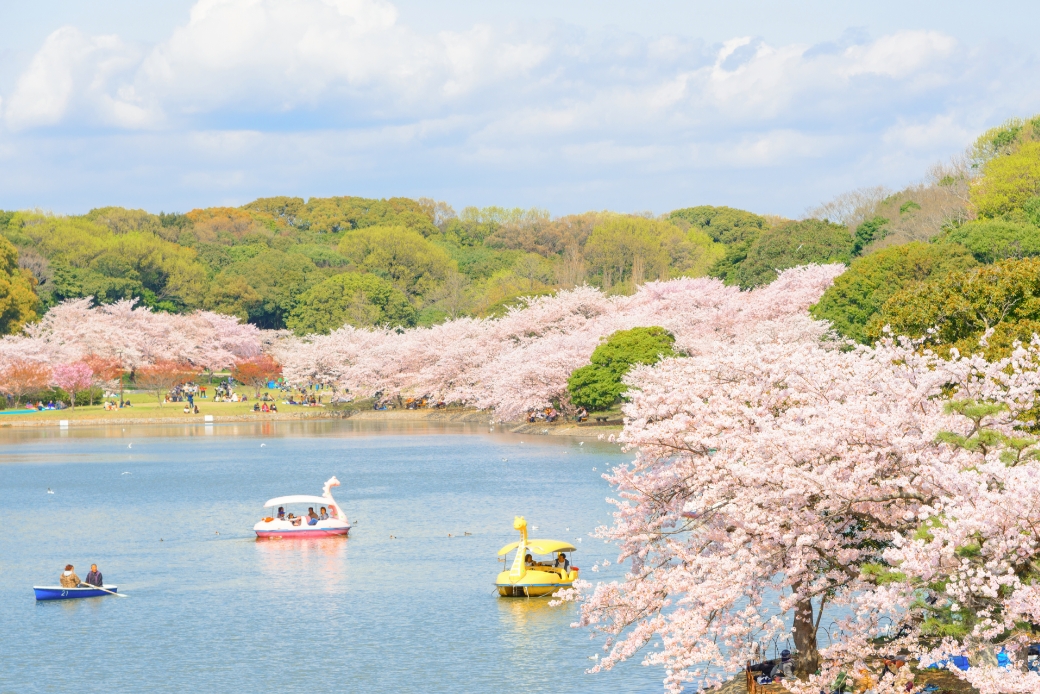 明石公園の桜