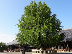 西本願寺・銀杏１